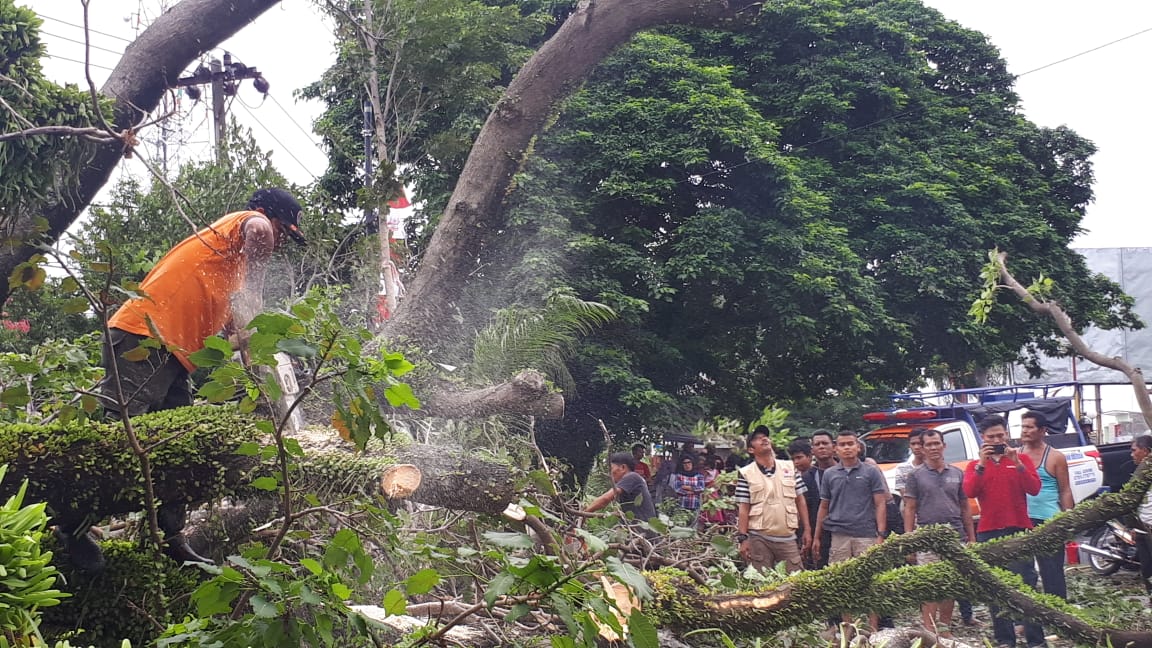 Pohon Tumbang di Marapalam Hambat Akses Jalan Dua Jam