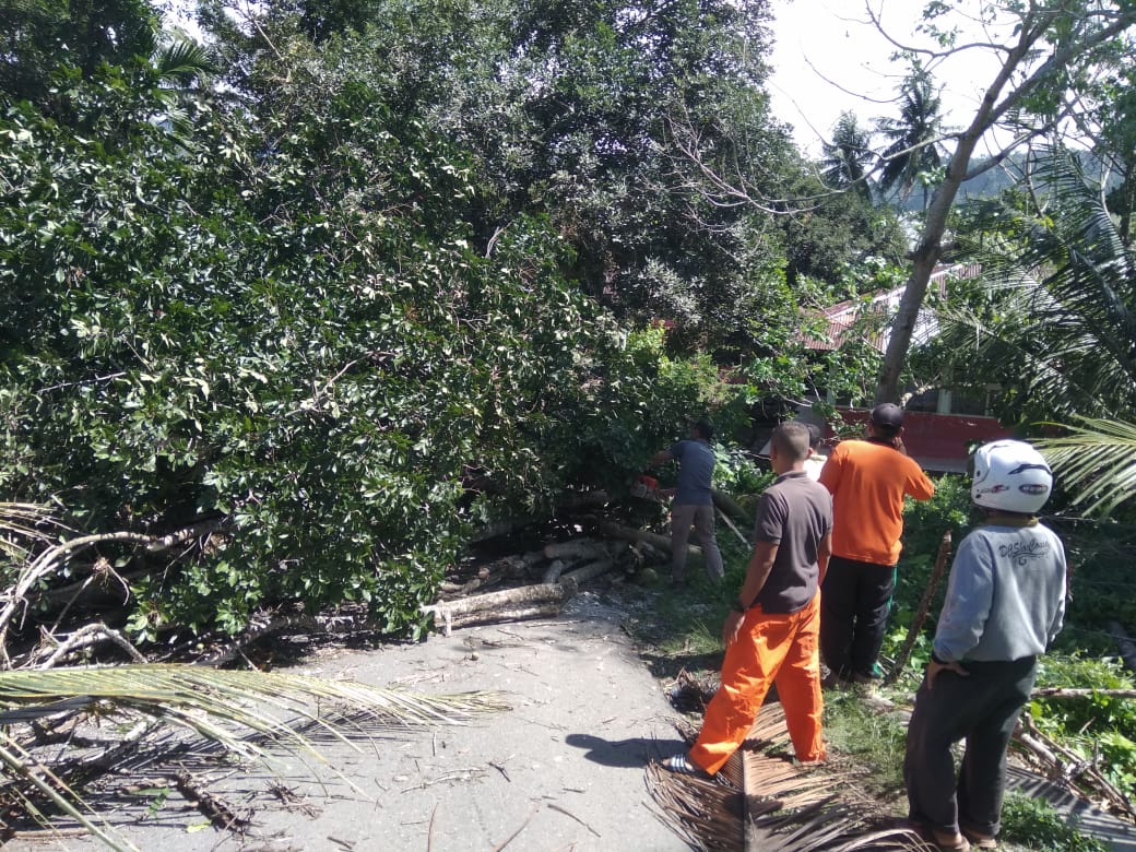 Angin Kencang, Pohon Tumbang Di 11 Titik di Kota Padang