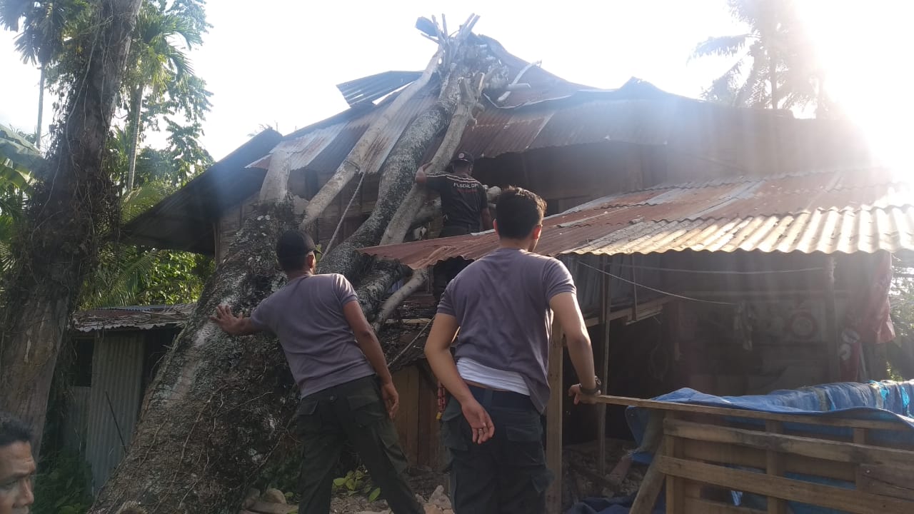 Pohon Tumbang Kembali Timpa Rumah Warga