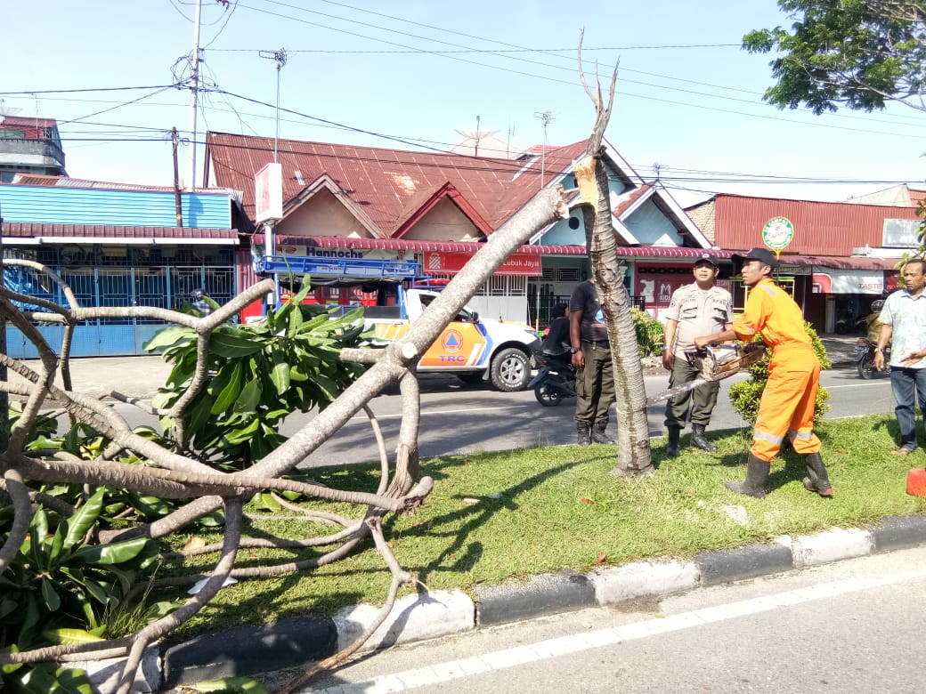 Pohon Tumbang Sempat Hambat Akses Jalan
