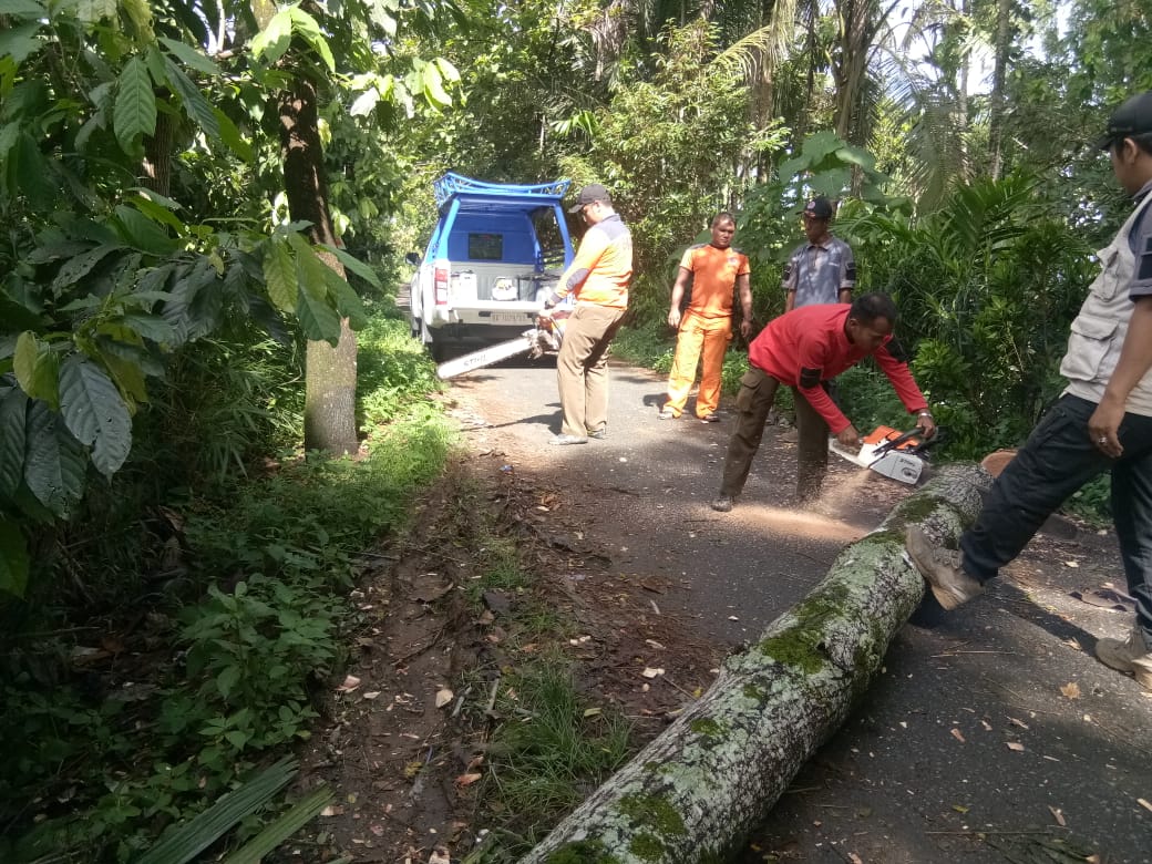 Pohon Tumbang Timpa Mobil dan Menghambat Akses Jalan