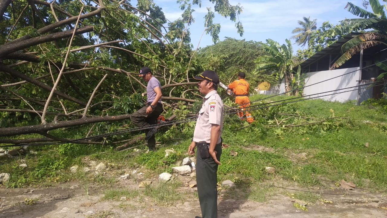 Angin Kencang Melanda, Pohon Tumbang di Beberapa Titik